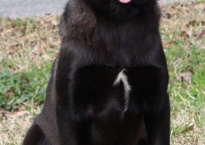 PAHS Pet of the Week is Savannah! 4-Month-Old Black Lab mix is a Sweetheart