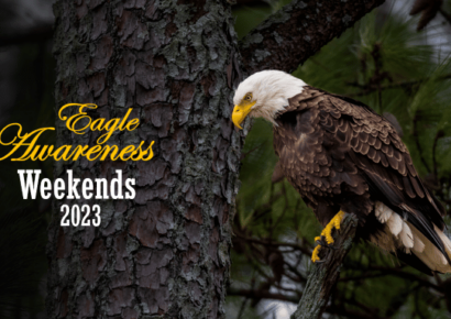 Eagle Awareness Weekend begins today at Lake Guntersville State Park