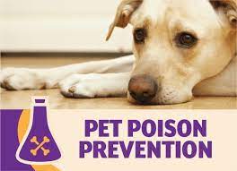 National Poison Prevention Week: Keep Pets Protected from Accidents