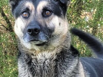 HSEC Pet of the Week: Meet Bear! Great with Dogs, Cats and Children