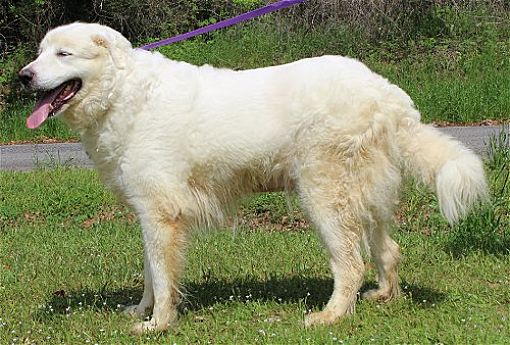 PAHS Pet of the Week is Hailey; Great Pyrenees has been Spayed