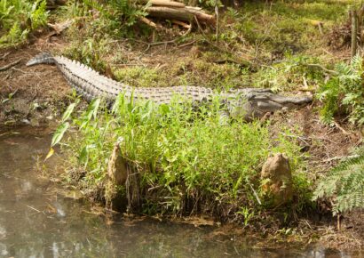 Apply for an Alligator Harvest Permit Starting June 6