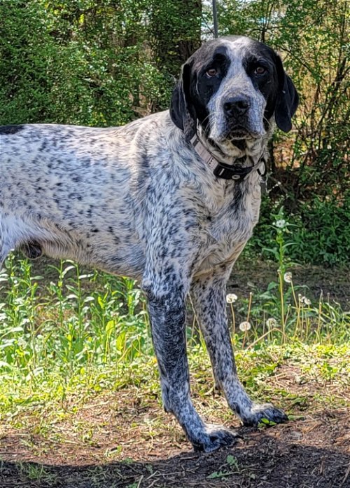 Bluetick pointer clearance