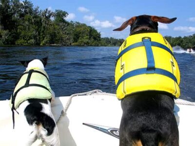 HSEC News: Keep Pet’s Safety in Mind when Boating or around Water