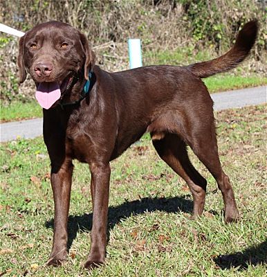 PAHS Pet of the Week: Meet Chief! Chocolate Lab who is Playful, Active