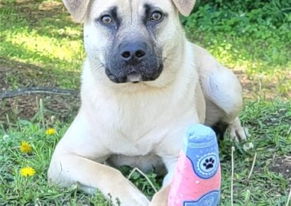 HSEC Pet of the Week is Pugsley! Laid back, Great with other Dogs and loves Attention