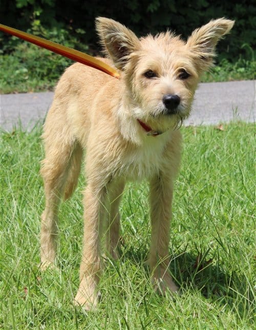 Shaggy store terrier mix