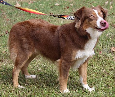 PAHS Pet of the Week is Belle; Beautiful Girl Good with Dogs, Children