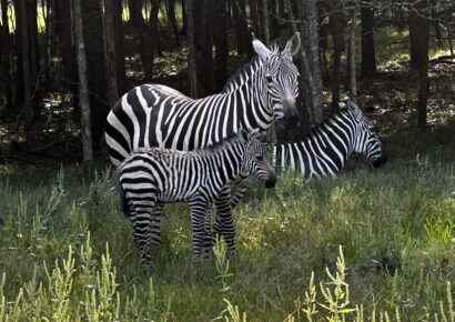 Alabama Safari Park is Seeing Double! Zebra foals welcomed for World Animal Day