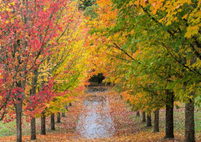 Amid Tough Year for Trees, Alabama Anticipates Fall Color