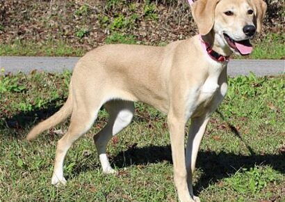 PAHS Pet of the Week is Tilly! Yellow Lab Mix is a Real Beauty