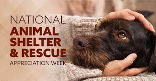 It is National Animal Shelter Appreciation Week; How can You Support it?