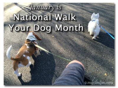 January is One Health Awareness, Train Your Dog, and Walk Your Pet month
