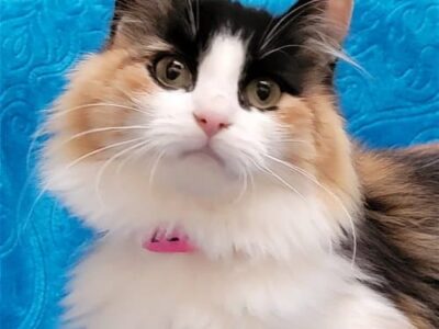 Raven is Stunningly Gorgeous and at HSEC! ‘Diva’ Cat Lovers needed