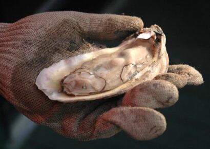 All Alabama Oyster Harvest Zones Close on January 19
