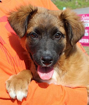 PAHS Pet of the Week is Rosey! Shepherd mix has been spayed
