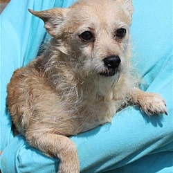 Jiggy is the PAHS Pet of the Week; His owner passed away and he needs a new family